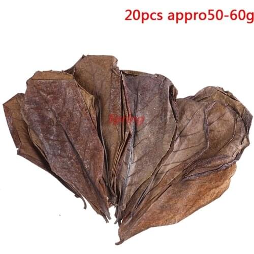 - Hot 20pcs Natural Leaves Almond Tree Indian Almond Tree Olive Leaf For Aquarium Water To Balance PH Acidity