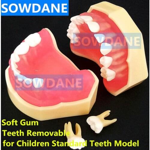 Dental 1:1 Study Teaching Model Dental Children Standard Model Removable Teeth Soft Gum Kid TYPODONT Model