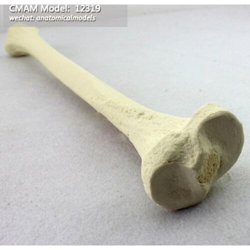 12319/ CMAM Model, Tibia Bone , Simulated bone, Medical Orthopaedic Operative Training Model