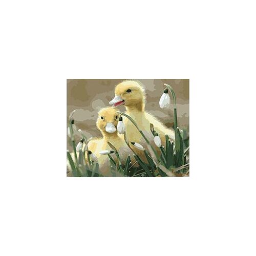 Cioioil-T039 Shy little ducks painting by numbers paint canvas wall pictures for living room framed 40x50cm