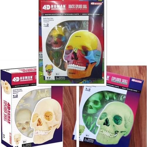 Bone organ anatomical model medicine 4D MASTER puzzle assembly toy human body color fluorescent color