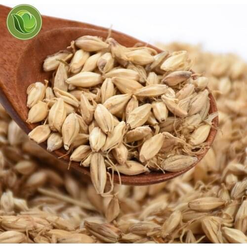 Dry Herb of Raw Mai Ya / Barley Sprout, Malt, Fructus Germin
