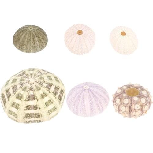 6pcs Natural Sea Urchin Shell Natural Shell Conch Decors Aquarium Decorations Sea Urchin Ornaments Home Desktop Decoration