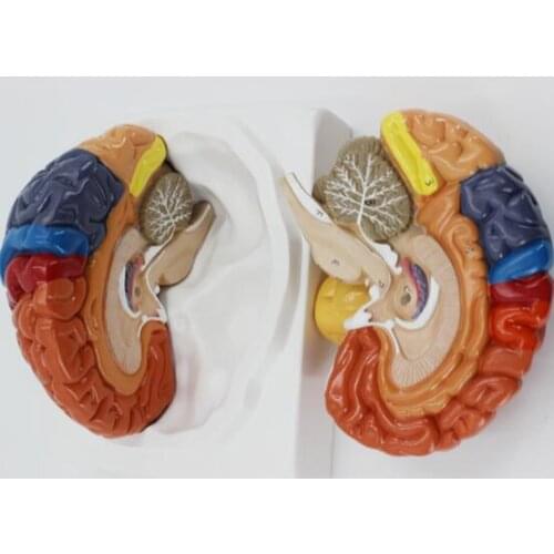Medical brain model brain function division cortical division human brain anatomy brain color division model