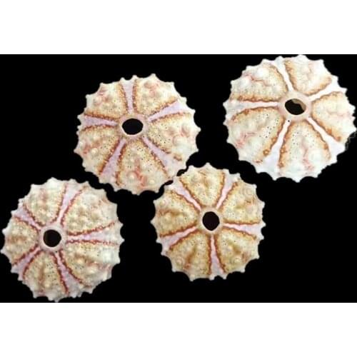 1pc sea urchin 2-2.5cm super mini Natural Sea Urchin Shells