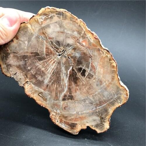 490g Natural Petrified Wood Specimen Semi-precious Stone Slices Crystals Healing Stones for Home Decor