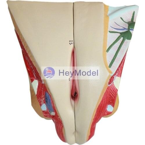 HeyModel Female pelvic median sagittal section model male reproductive system male genitourinary anatomy model