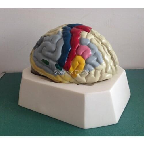 Functional Localization of Cerebral Cortex,Cerebral Cortex Function Model