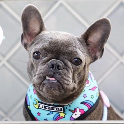 Mesh Breathable Frenchie Dog Harness Leash Set Cute Unicorn Print Dog Vest Strap Pug Walking Outdoor Arnes Accesorios Perros