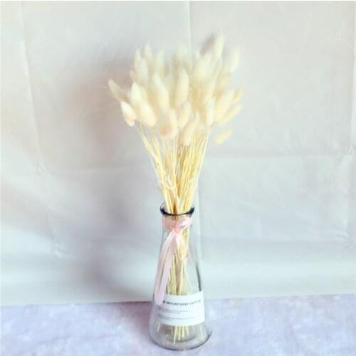 50pcs Dried Flower Bunny Tail Light Purple Natural Plants Floral Rabbit Grass Bouquet Home Decoration Accessories Photo