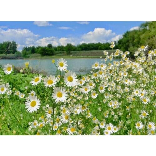 3d Full Square round drill Diamond Embroidery lake Daisy scenery 5D DIY Diamond Painting Cross Stitch,Mosaic Pattern,New year