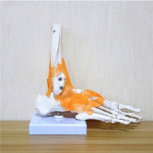 Ligament Foot Ankle Joint Anatomi cal Anatomy Medical Teaching Model 23x21x11cm Human 1:1 Skeleton