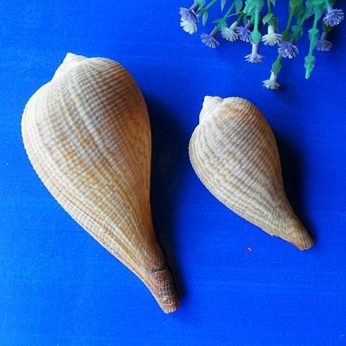 3pcs conch Ocean Sea shells Wedding Decor Beach Theme Party, Seashells Home Decorations, Fish Tank,Candle Making