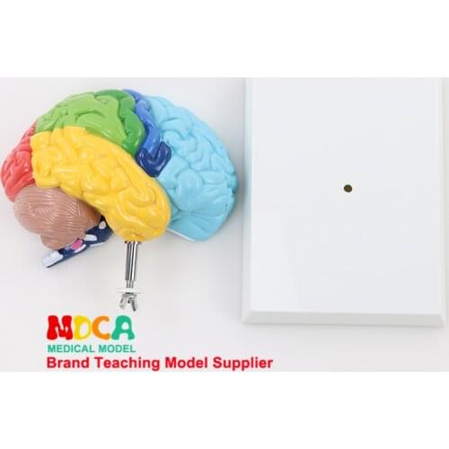 Medical teaching human brain model human body 1:1 right hemisphere functional area human brain anatomy model