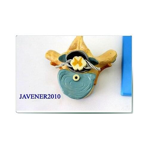 Human Anatomical Thoracic Vertebra Spinal Nerve Medical Model +Stand