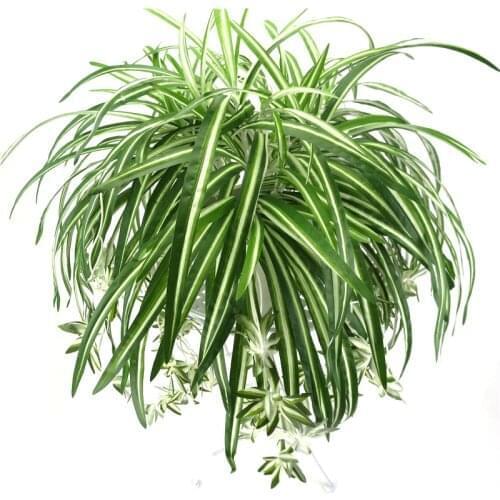 65cm 5 Heads Artificial Plants Wall Hanging Chlorophytum Green Plants PVC Fake Flower Simulation Leaves Home Garden Decor