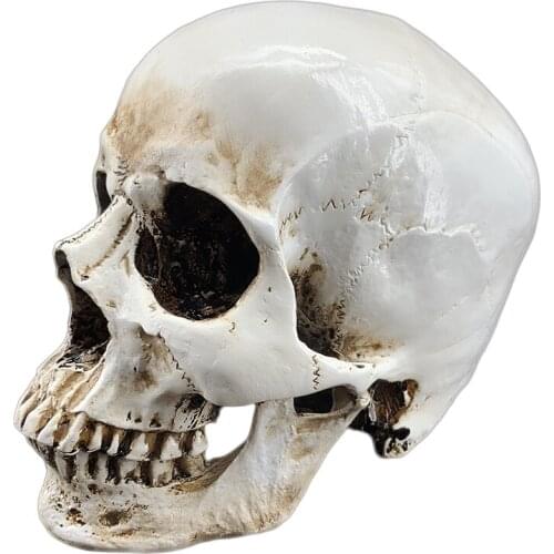 Simulation 1:1 human skull model resin skull medical skull art copy antique head model