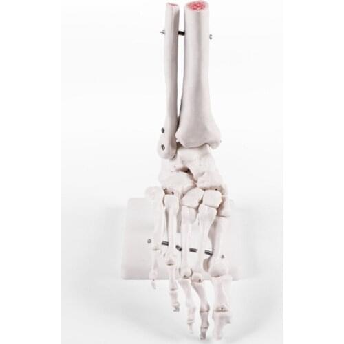 1:1 Life Size Human Foot Joint Model Anatomical Model Medical Anatomy Study Tool BIX-A1027