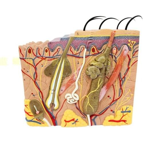 35x/50x three-dimensional skin model skin structure anatomy cosmetic training AIDS free shipping