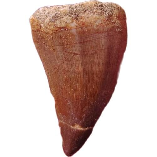 1pcs Animal Dinosaur Mosasaur Tooth Fossils Specimen Science Learning Educational