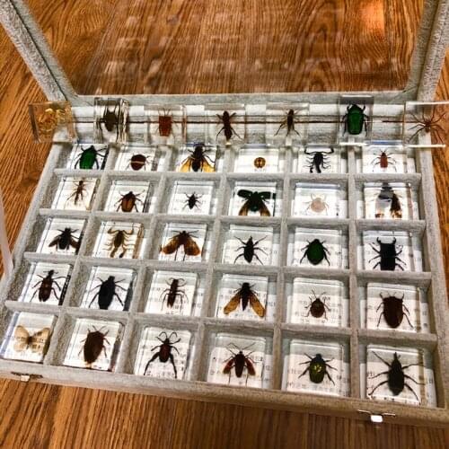 Insect specimens early childhood education science cognition transparent resin specimens preschool education products