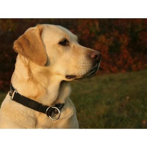 Pet animal DIY diamond embroidery labrador 5d diamond painting full diamond mosaic picture of rhinestone cross-stitch gift P1166