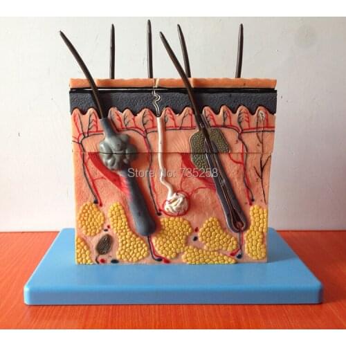 Skin Section Model,Skin Layers Plane Model , Skin Organization Structure Model