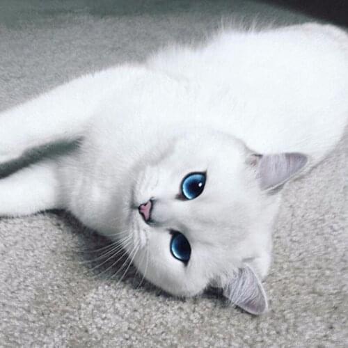 Dpsprue 5D Diy Full Square Round Stone Diamond Painting Embroidery Daimond Mosaic Animal Cat Cross Stitch Christmas Gift