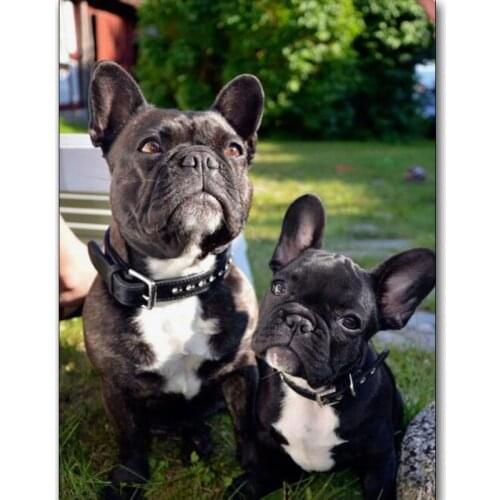 DIY diamond embroidery French bulldog full square diamond painting cartoon dog picture mosaic ornaments home decoration gifts