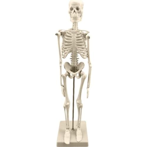 45CM Human Skeleton Model Anatomical Model Medical Learning Educational Horror Halloween Party Decoration Skeleton