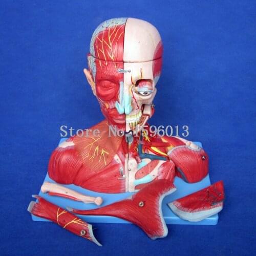 Head,Neck with Vessels, Nerves Brain Anatomical 3D Medical Teaching Torso Model