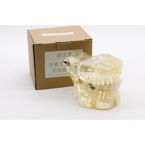 Dental Teeth Models Are Used For Teaching And Hospital Dentist Material Malocclusion Orthodontic Model