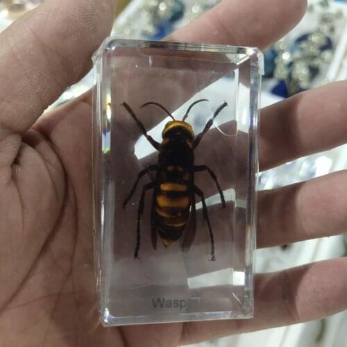 Insect Figure Model Toys Creative Sample Resin Specimen Kids Education Paperweight Collection Gift - Rhinoceros Beetle