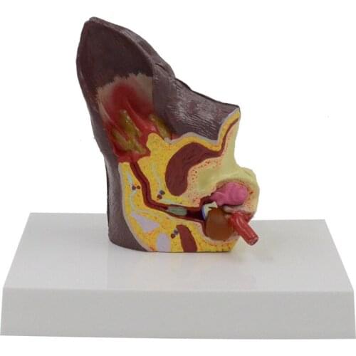 Dog Ear Anatomical Model Canine Pet Hospital Teaching Biology