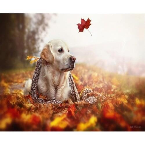 Cute Animal Dog DIY Painting By Numbers Kit Paint On Canvas Painting Calligraphy For Home Decor