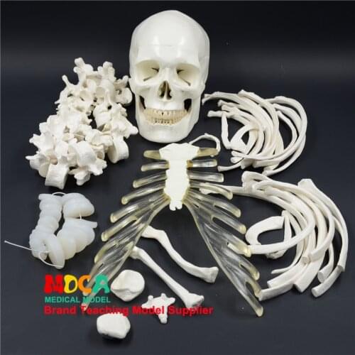170CM Human.Skeleton Model Simulation Yoga Medical Teaching MGG306