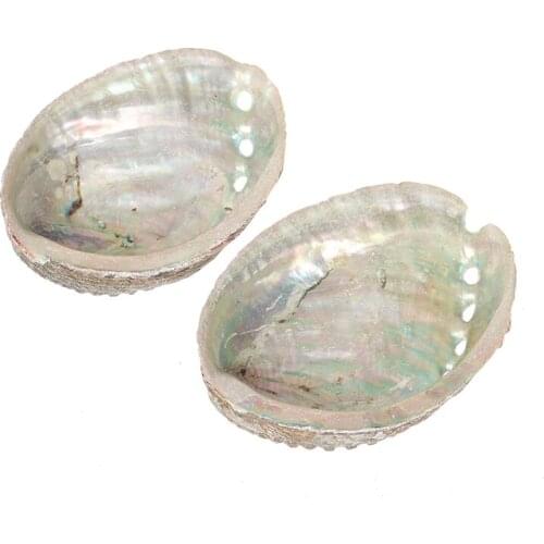 Natural Abalone Shells Seashells Home Aquarium Landscape DIY Nautical Decor Soap Holder 10-14cm Craft Collectable Jewelry Holder