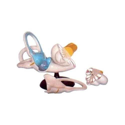 Inner ear anatomical enlargement model human ear Anatomy Teaching demonstration model 25*32*18cm