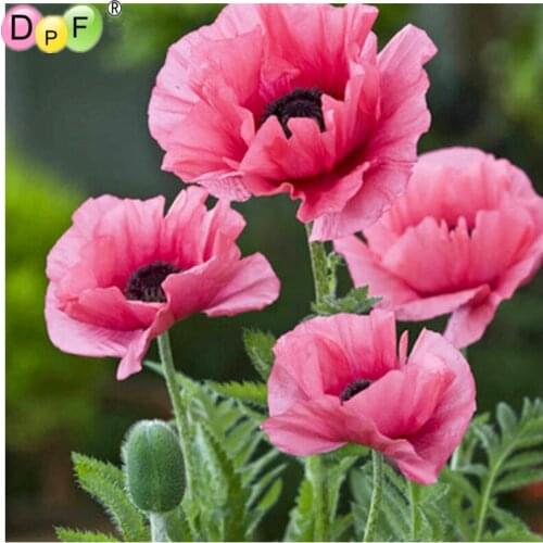 DPF Full Square 5D DIY Diamond Painting Cross Stitch Pink Poppy diamond Embroidery Rhinestone diamond Mosaic painting Gift