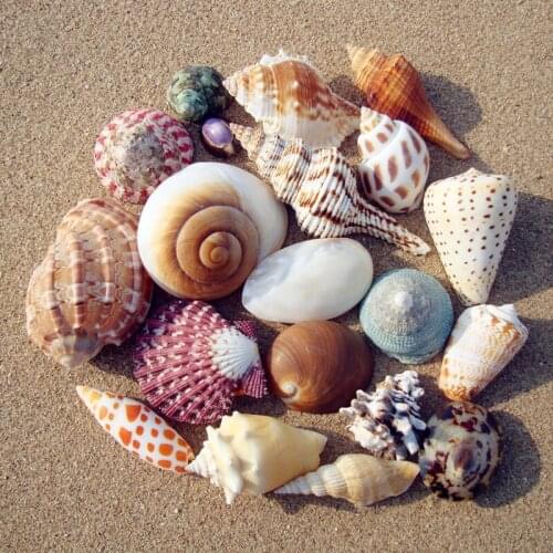 100g Beach Mixed Natural Seashell Charms Small Miscellaneous Conch Aquarium Fish Tank Landscape Home Decor DIY Craft
