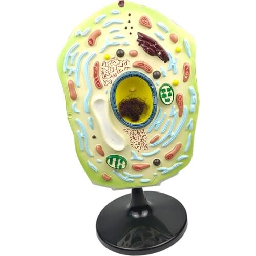 1pc Plant Cell Model Plant Anatomy Classroom Teaching Aids Accessories