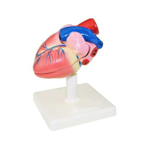 Biological instrument teaching aids natural size Cardiac anatomy model Artery atrial free shipping