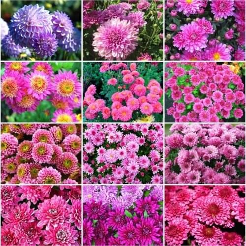 AZQSD Diamond Art Painting Daisy Cross Stitch Kits 5D Rhinestones Handicraft Diamond Embroidery Flower Mosaic Home Decor Gift