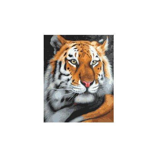 MaHuaf-W497 tiger DIY oil painting by numbers coloring on canvas 40x50cm Framed