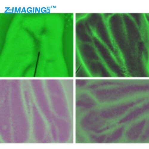 Z-IMAGING Fishing Goods