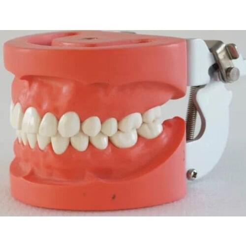 28pcs Teeth Dental Standard Tooth Model Hard Gum screw fixed FE Articulator