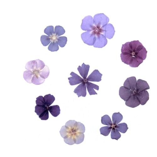 60pcs Pressed Dried Purple Phlox Drummondii Flower Plant Herbarium For Jewelry Postcard Bookmark Phone Case Invitation Card DIY