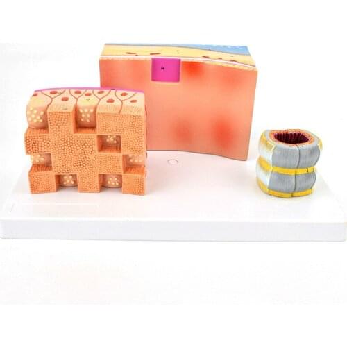 Trachea Anatomical structure model Laryngeal cartilage model in music teaching of anatomy of trachea and larynx