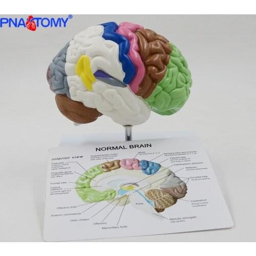 Human half brain anatomy model life size with instruction card and base colored anatomical brain model medical tool teaching use