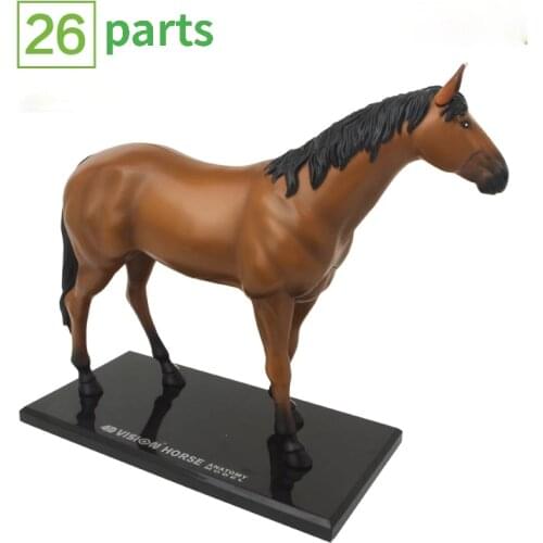 31 Parts 4D Assembled Horse Anatomy Model Medical Anatomic Animal Puzzels for Children Skeleton Educational Science Toys
